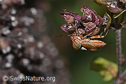 Gemeine Wiesenwanze (Lygus pratensis) auf Echtem Dost (Origanum vulgare) (F314824) Gemeine Wiesenwanze (Lygus pratensis) auf Echtem Dost (Origanum vulgare) (F314824)