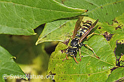 Französische Feldwespe (Polistes dominula) (F314854) Französische Feldwespe (Polistes dominula) (F314854)