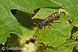 Französische Feldwespe (Polistes dominula) (F314855) Französische Feldwespe (Polistes dominula) (F314855)