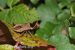 Grosse Randwanze (Coreus marginatus) (F314860) Grosse Randwanze (Coreus marginatus) (F314860)