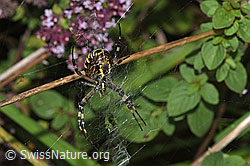 Argiope bruennichi (F314875)