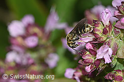 Dunkelgrüne Schmalbiene (Lasioglossum morio) auf Echtem Dost (Origanum vulgare) (F314885)
