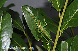 Zwitscherschrecke (Tettigonia cantans) (F314903)