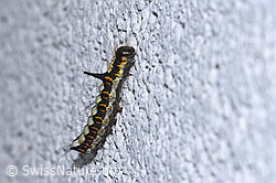F314915: Pfeileule Raupe (Acronicta psi)