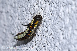 F314917: Pfeileule Raupe (Acronicta psi)