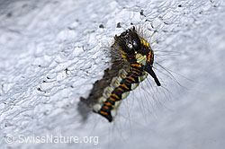 F314921: Pfeileule Raupe (Acronicta psi)