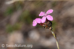 Gewöhnliche Kartäuser-Nelke (Dianthus carthusianorum) (F315296) Gewöhnliche Kartäuser-Nelke (Dianthus carthusianorum) (F315296)
