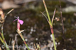 Gewöhnliche Kartäuser-Nelke (Dianthus carthusianorum) (F315297) Gewöhnliche Kartäuser-Nelke (Dianthus carthusianorum) (F315297)