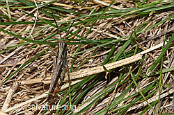 Verkannter Grashüpfer (Chorthippus mollis) (F315326) Verkannter Grashüpfer (Chorthippus mollis) (F315326)