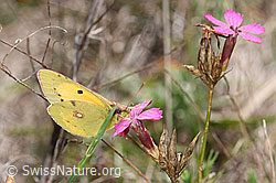 Postillon (Colias crocea) an Gewöhnlicher Kartäuser-Nelke (Dianthus carthusianorum)