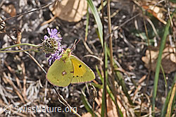 Postillon (Colias crocea) an Gewöhnlicher Kartäuser-Nelke (Dianthus carthusianorum)