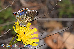 Doldiges Habichtskraut (Hieracium umbellatum)