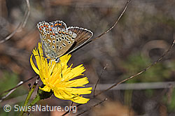 Hauhechelbläuling (Polyommatus icarus) auf Doldigem Habichtskraut (Hieracium umbellatum) (F315357)