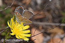 Hauhechelbläuling (Polyommatus icarus) auf Doldigem Habichtskraut (Hieracium umbellatum) (F315360)