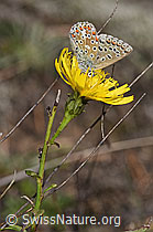 F315363: Doldiges Habichtskraut (Hieracium umbellatum)