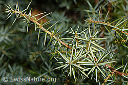F315369: Gemeiner Wacholder (Juniperus communis)
