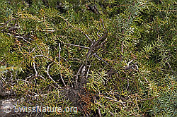 Gemeiner Wacholder (Juniperus communis) (F315371)