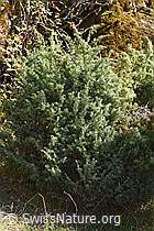 Gemeiner Wacholder (Juniperus communis) (F315374)