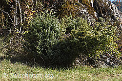 F315376: Gemeiner Wacholder (Juniperus communis)