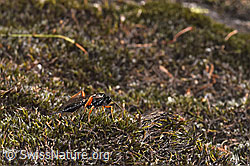 Schwarze Schlupfwespe (Pimpla rufipes) (13.10.2025, F315377)