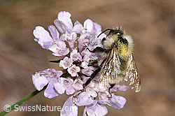 F315391: Bunte Hummel (Bombus sylvarum) auf Gemeiner Skabiose (Scabiosa columbaria)