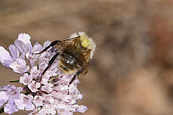 F315392: Bunte Hummel (Bombus sylvarum) auf Gemeiner Skabiose (Scabiosa columbaria)