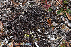 F315478: Stachel-Hornflechte (Cetraria aculeata)