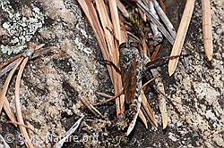 F315605: Kleine Raubfliege (Tolmerus pyragra)