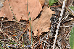 F315607: Kleine Raubfliege (Tolmerus pyragra)