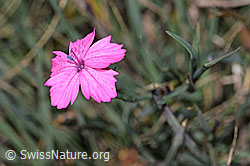 Gewöhnliche Kartäuser-Nelke (Dianthus carthusianorum) (F315634) Gewöhnliche Kartäuser-Nelke (Dianthus carthusianorum) (F315634)