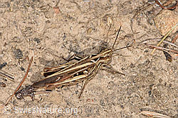 Brauner Grashüpfer (Chorthippus brunneus) (F315641) Brauner Grashüpfer (Chorthippus brunneus) (F315641)