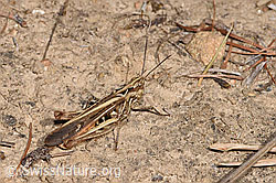 Brauner Grashüpfer (Chorthippus brunneus) (F315643) Brauner Grashüpfer (Chorthippus brunneus) (F315643)