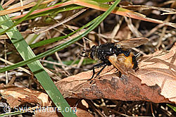 Nowickia ferox (Raupenfliege) (F315712)