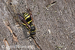 F315721: Schwarzfühler-Hakenwespe (Ancistrocerus nigricornis)
