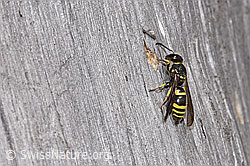 F315725: Schwarzfühler-Hakenwespe (Ancistrocerus nigricornis)