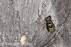 F315731: Schwarzfühler-Hakenwespe (Ancistrocerus nigricornis)