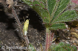 F315742: Schwefelblattzikade (Emelyanoviana mollicula)