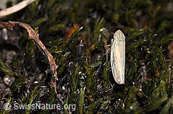 F315749: Kandelabergraszirpe (Arocephalus longiceps)