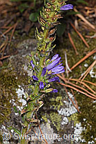 Ährige Glockenblume (Phyteuma spicatum) (F315771) Ährige Glockenblume (Phyteuma spicatum) (F315771)