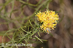 Neu in SwissNature.org: Gold-Aster (Aster linosyris)