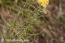 F315774: Gold-Aster (Aster linosyris)