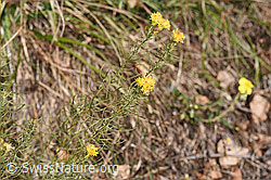 F315775: Gold-Aster (Aster linosyris)