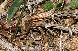 F315870: Wiesenschaumzikade (Philaenus spumarius)