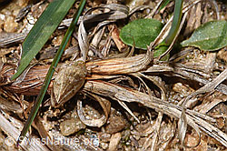 F315872: Wiesenschaumzikade (Philaenus spumarius)