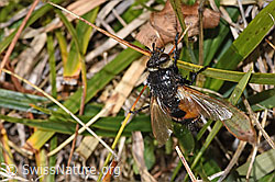 Nowickia ferox (Raupenfliege) (17.10.2025, F315882)