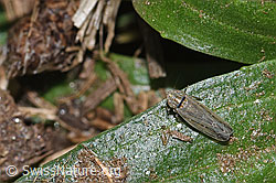 F315888: Kandelabergraszirpe (Arocephalus longiceps)
