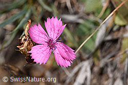 Gewöhnliche Kartäuser-Nelke (Dianthus carthusianorum) (17.10.2025, F315889)