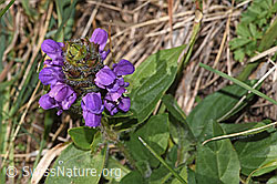 Grossblütige Brunelle (Prunella grandiflora) (F315890)