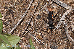 Frühlings-Wegwespe (Anoplius viaticus) (F315898)