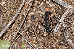 Frühlings-Wegwespe (Anoplius viaticus) (17.10.2025, F315900)